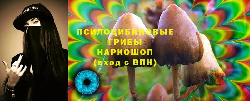 Галлюциногенные грибы Psilocybe  Армавир 