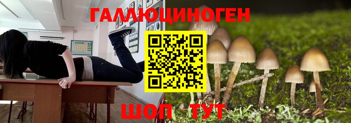 Галлюциногенные грибы Psilocybe  Вход с VPN  купить наркотики сайты  Армавир 